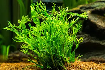 Plantes aquatiques