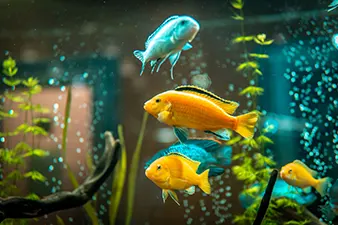 Poissons d'aquarium