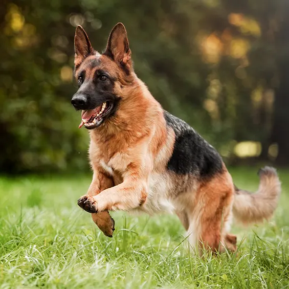 Quelle race de chien préférer